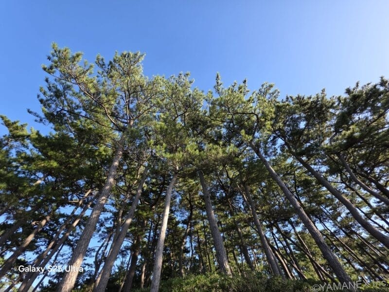 空に向かって伸びる木々を下からのアングルで撮影した一枚 | モバイル比較レビュー.jp OPPO Find X9 カメラ 空に向かって伸びる木々を下からのアングルで撮影した一枚