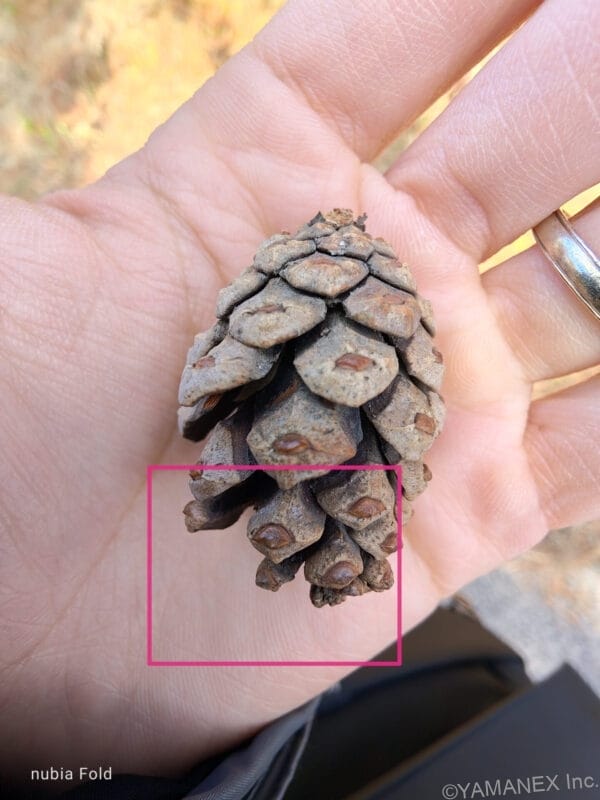 nubia Fold カメラ 手のひらの松ぼっくり