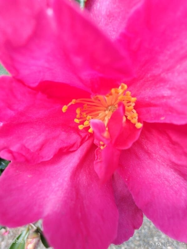 nubia Fold カメラ ピンクの花の中心部を接写した一枚