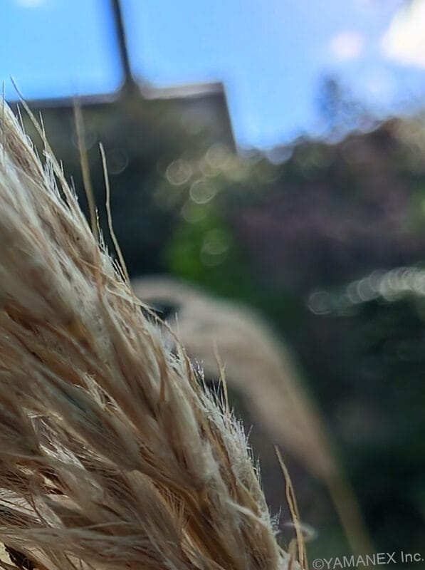 nubia Fold カメラ 穂先を接写した一枚