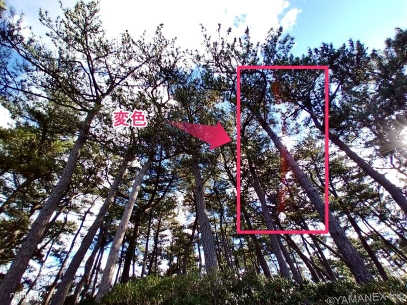 空に向かってまっすぐ伸びる木 | モバイル比較レビュー.jp nubia S2 カメラ 空に向かってまっすぐ伸びる木