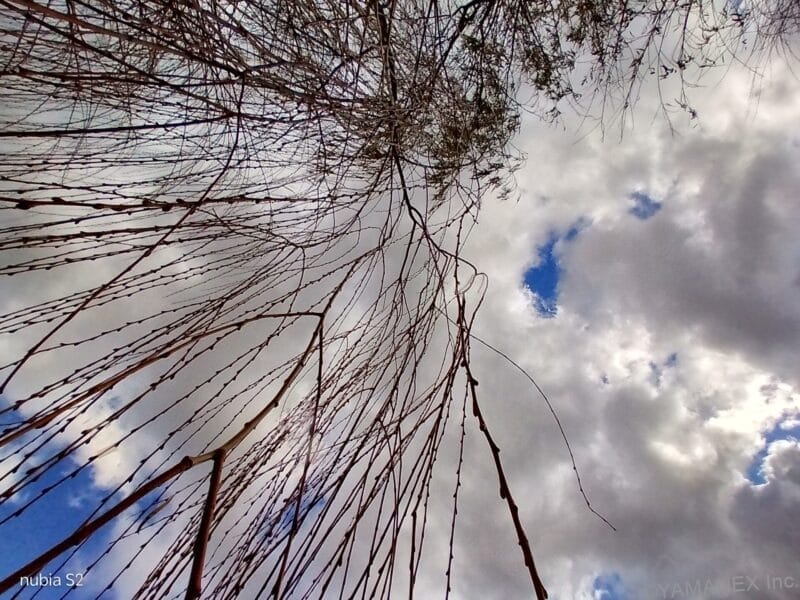 垂れ下がる木の枝を下のアングルから撮影した一枚 | モバイル比較レビュー.jp nubia S2 カメラ 垂れ下がる木の枝を下のアングルから撮影した一枚