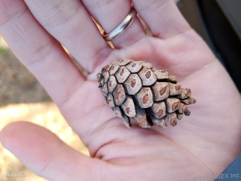 手のひらのうえの松ぼっくりを捉えた一枚 | モバイル比較レビュー.jp nubia S2 カメラ 手のひらのうえの松ぼっくりを捉えた一枚