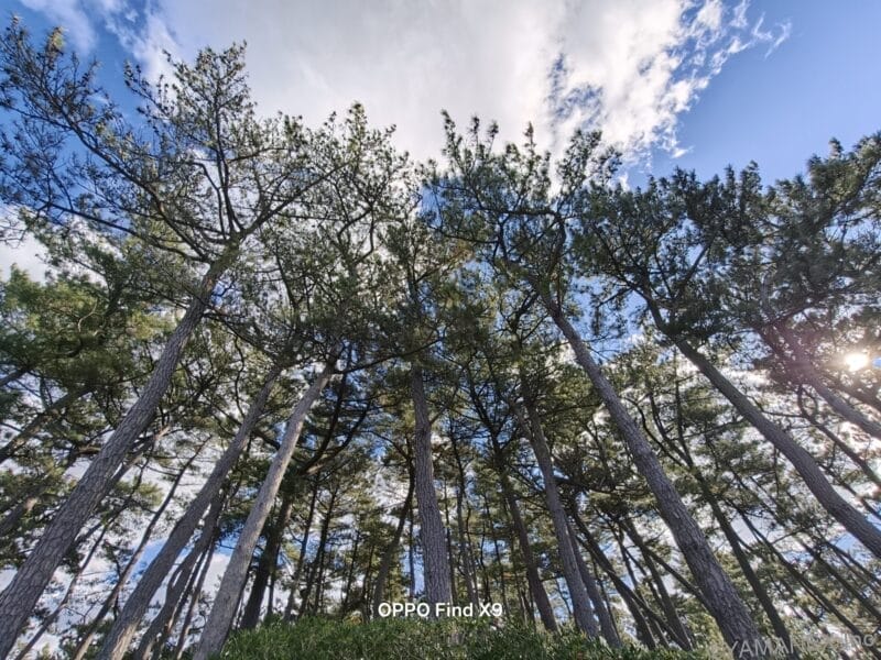空に向かって伸びる木々を下からのアングルで撮影した一枚 | モバイル比較レビュー.jp OPPO Find X9 カメラ 空に向かって伸びる木々を下からのアングルで撮影した一枚