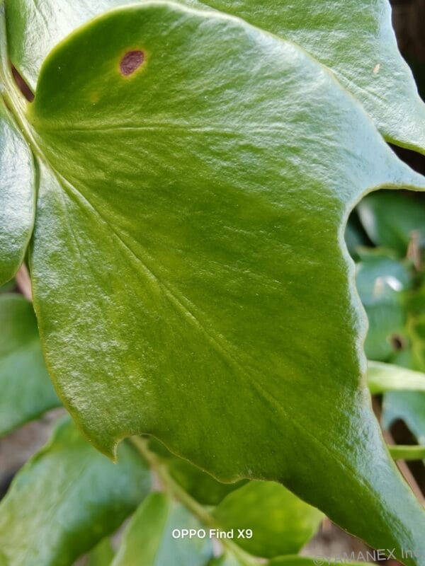 緑の葉をマクロ撮影した一枚 | モバイル比較レビュー.jp OPPO Find X9 カメラ 緑の葉をマクロ撮影した一枚