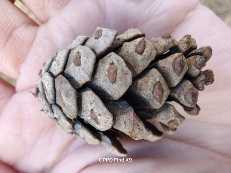 松ぼっくりの鱗片 | モバイル比較レビュー.jp OPPO Find X9 カメラ 松ぼっくりの鱗片