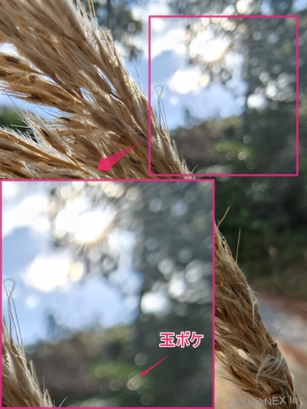 ふわふわな穂先をマクロ撮影した一枚 | モバイル比較レビュー.jp OPPO Find X9 カメラ ふわふわな穂先をマクロ撮影した一枚