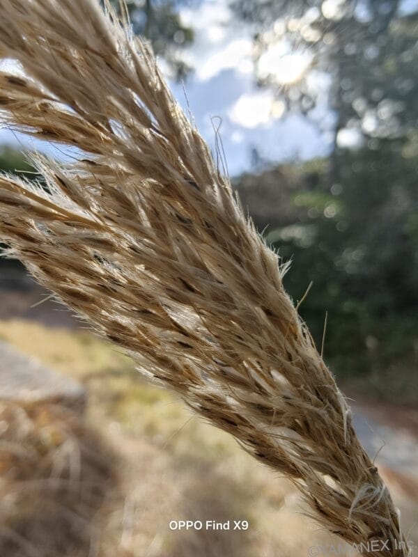 ふわふわな穂先をマクロ撮影した一枚 | モバイル比較レビュー.jp OPPO Find X9 カメラ ふわふわな穂先をマクロ撮影した一枚